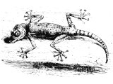 Gecko (Platydactylus gasselquistii), Heb.KoaCh (Lev.11.30) sometimes translated `ferret`